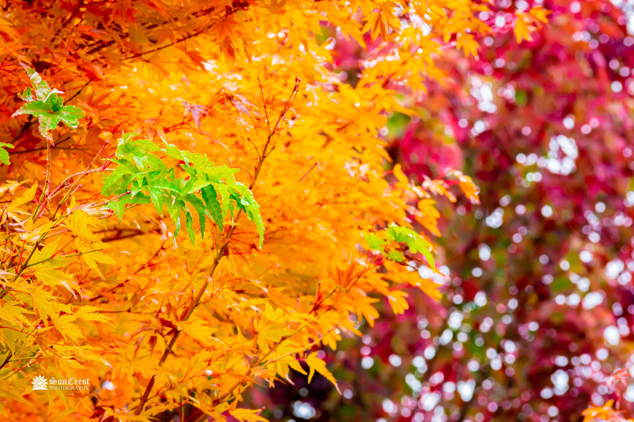 Changing of the Leaves